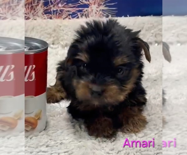 Medium Photo #4 Yorkshire Terrier Puppy For Sale in AZLE, TX, USA