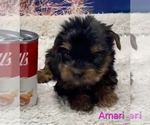 Small #3 Yorkshire Terrier