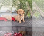 Small #2 Golden Retriever