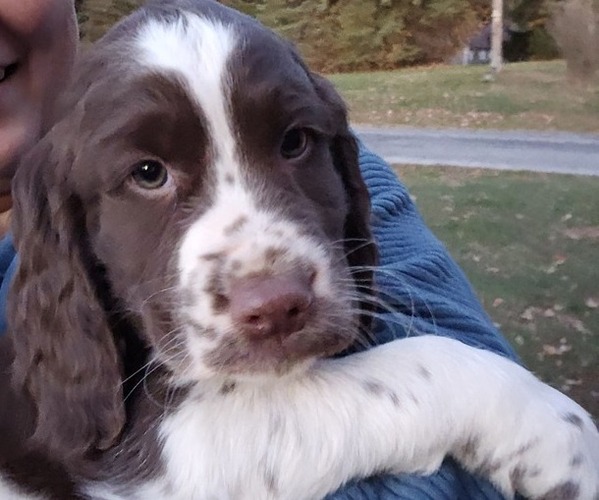 Medium Photo #1 English Springer Spaniel Puppy For Sale in WOOSTER, OH, USA