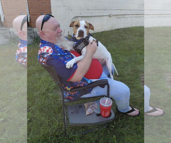 Medium Photo #2 American Pit Bull Terrier-Unknown Mix Puppy For Sale in Germantown, OH, USA
