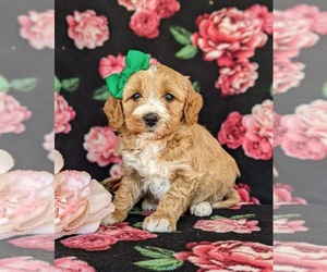 Goldendoodle (Miniature) Puppy for sale in KIRKWOOD, PA, USA