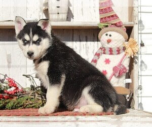 Siberian Husky Puppy for sale in APPLE CREEK, OH, USA