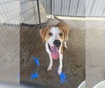 Small Harrier-Treeing Walker Coonhound Mix