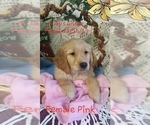 Small Photo #3 Golden Retriever Puppy For Sale in MERCED, CA, USA