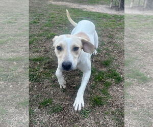 Mutt Dogs for adoption in Eastman, GA, USA