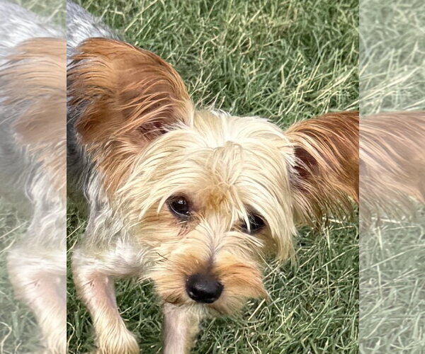 Medium Photo #2 Mutt Puppy For Sale in McKinney, TX, USA