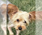 Small #1 Mutt