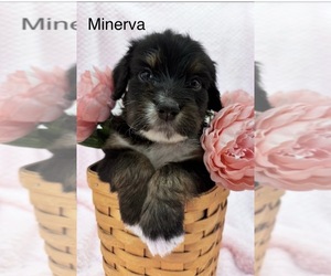 Medium Bernedoodle