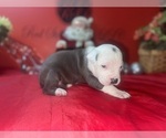 Small #1 American Pit Bull Terrier