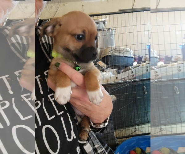 Medium Photo #2 Chiweenie Puppy For Sale in Grafton, WI, USA