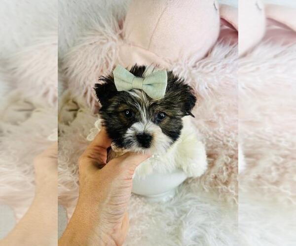 Medium Photo #3 Biewer Terrier Puppy For Sale in MIAMI BEACH, FL, USA