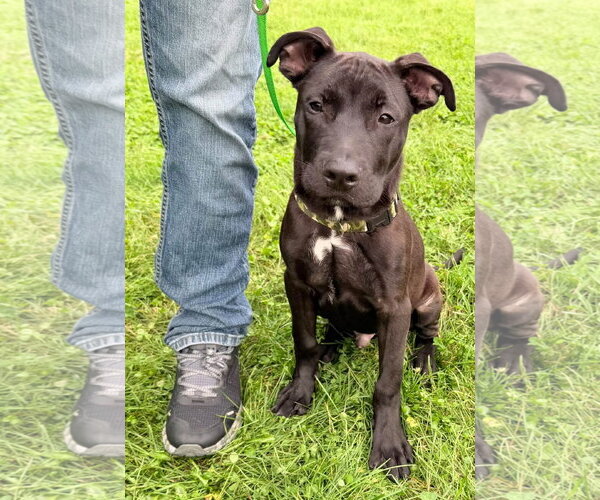 Medium Photo #5 American Pit Bull Terrier-Unknown Mix Puppy For Sale in Germantown, OH, USA