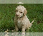 Puppy Eiffel Goldendoodle