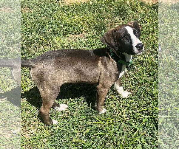 Medium Photo #29 Mutt Puppy For Sale in Mount Laurel, NJ, USA