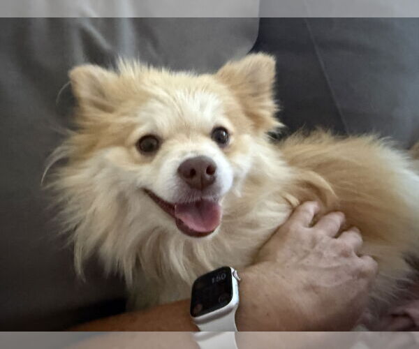 Medium Photo #3 Pomeranian Puppy For Sale in San Diego, CA, USA