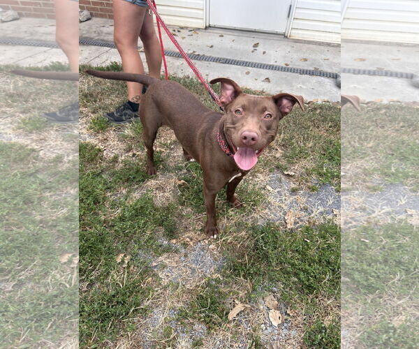Medium Photo #3 American Pit Bull Terrier-Labrador Retriever Mix Puppy For Sale in Stephens City, VA, USA