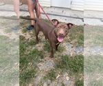 Small #2 American Pit Bull Terrier-Labrador Retriever Mix