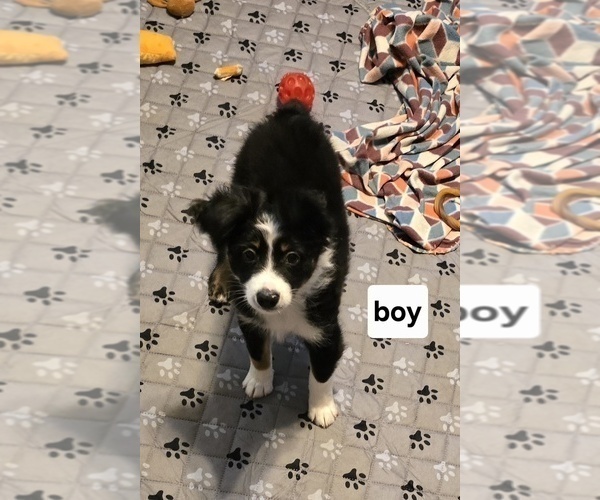 Medium Photo #1 Miniature Australian Shepherd Puppy For Sale in WADESBORO, NC, USA