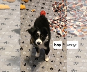 Miniature Australian Shepherd Puppy for sale in WADESBORO, NC, USA