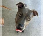 Small #1 American Staffordshire Terrier Mix