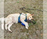 Small #7 German Shepherd Dog