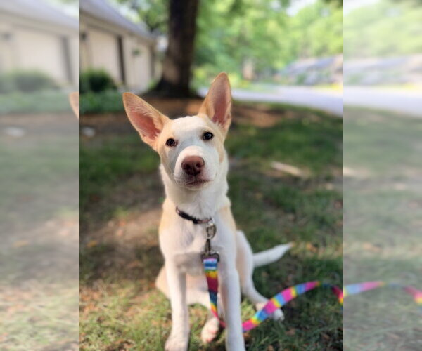 Medium Photo #10 Basenji-Labrador Retriever Mix Puppy For Sale in Brewster, NY, USA