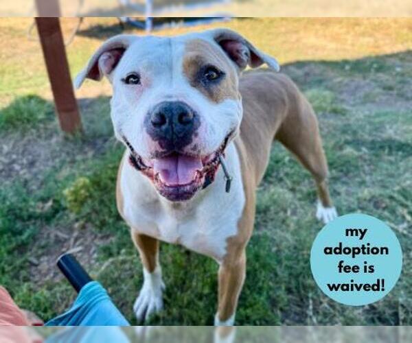 Medium Photo #5 American Pit Bull Terrier-Unknown Mix Puppy For Sale in Santa Cruz, CA, USA