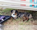 Small Photo #1 Miniature Australian Shepherd Puppy For Sale in APPLE SPRINGS, TX, USA