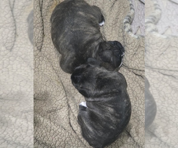 Medium Photo #9 Faux Frenchbo Bulldog Puppy For Sale in FT MYERS, FL, USA