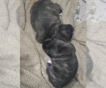 Small #8 Faux Frenchbo Bulldog