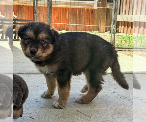 Medium Photo #5 Labrador Retriever-Unknown Mix Puppy For Sale in San Diego, CA, USA