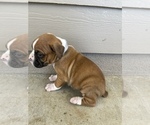 Small Photo #2 Boxer Puppy For Sale in LUCERNE VALLEY, CA, USA