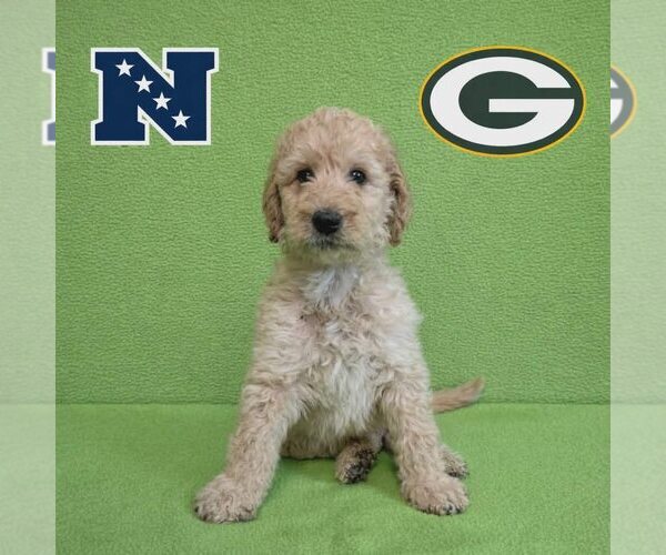 Medium Photo #1 Poodle (Standard)-Unknown Mix Puppy For Sale in New Oxford , PA, USA