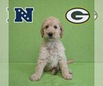 Small Poodle (Standard) Mix