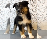 Small Photo #2 Miniature Australian Shepherd Puppy For Sale in FRANKLIN, IN, USA