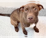 Small #2 Labrador Retriever