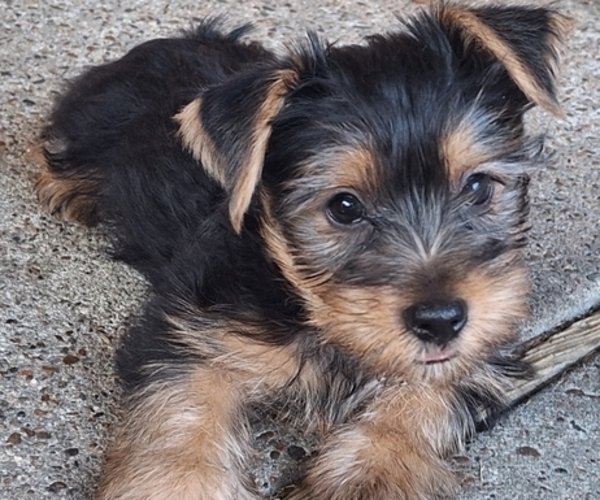 Medium Photo #3 Yorkshire Terrier Puppy For Sale in HOUSTON, TX, USA