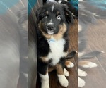 Small Photo #8 Australian Shepherd Puppy For Sale in MERCER, WI, USA