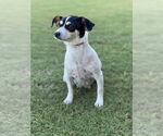 Small #2 Rat Terrier Mix