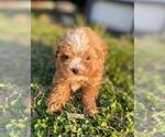 Small #1 Poodle (Toy)