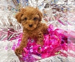 Small Poodle (Toy)