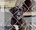Small #3 Boxador