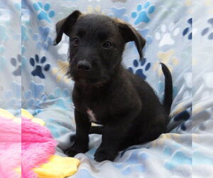 Jack-A-Poo Dogs for adoption in Grovertown, IN, USA