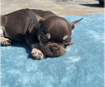 Small #49 French Bulldog