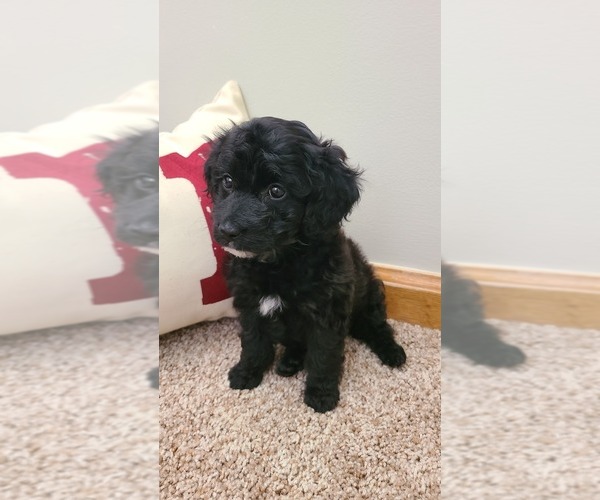 Medium Photo #1 Maltipoo Puppy For Sale in GRANDVILLE, MI, USA