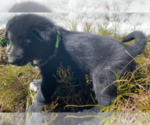 Small Photo #6 Karelian Bear Dog Puppy For Sale in ANACONDA, MT, USA