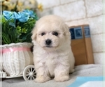 Small Photo #6 Poodle (Miniature) Puppy For Sale in WASHINGTON, DC, USA
