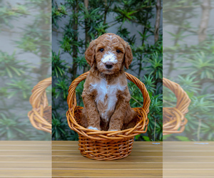 Medium Goldendoodle