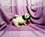Small Photo #2 ShihPoo Puppy For Sale in BUFFALO, MO, USA